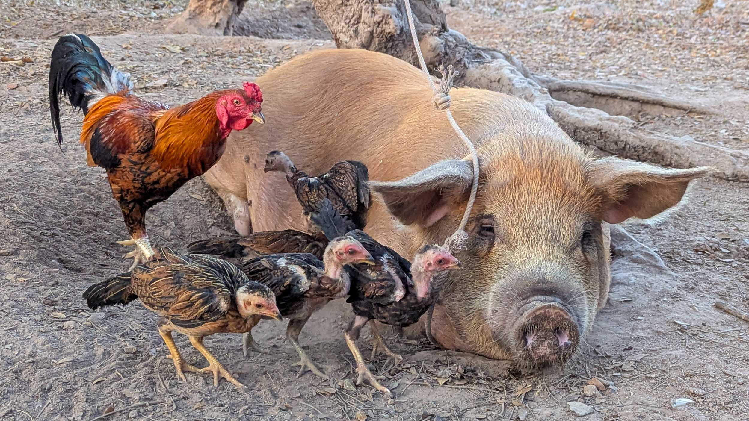Schwein mit Hühnern