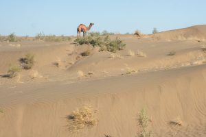 (200) Turkmenistan 2007 (Wilbert)